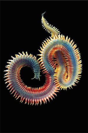 deep sea - Sandworm, Alitta virens Photographie de stock - Premium Libres de Droits, Code: 649-09004207