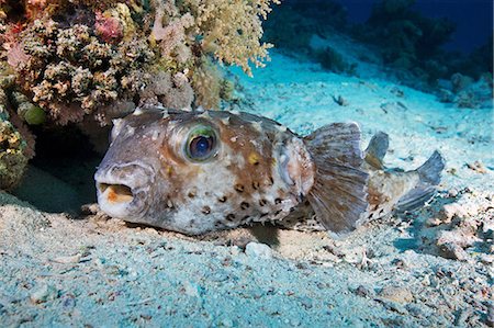 simsearch:649-09004198,k - Spotbase burrfish (Cyclichthys spilostylus) Foto de stock - Royalty Free Premium, Número: 649-09004200