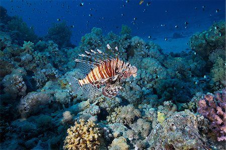 Red Lionfish (Pterois volitans) Stock Photo - Premium Royalty-Free, Code: 649-09004203