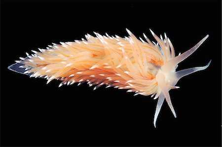 simsearch:649-07065267,k - Coryphella polaris sea slug Photographie de stock - Premium Libres de Droits, Code: 649-09004214