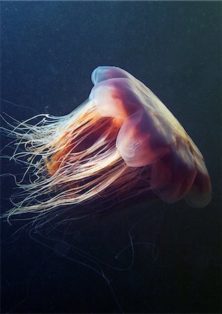 deep sea - Lion's mane jellyfish (Cyanea capillata) Stock Photo - Premium Royalty-Free, Code: 649-09004216