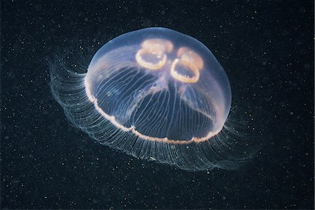 simsearch:614-06044133,k - Moon jellyfish (Aurelia aurita) Foto de stock - Sin royalties Premium, Código: 649-09004210