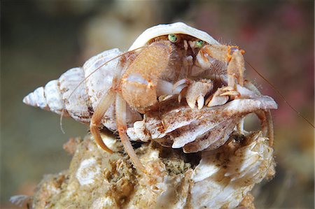 deep sea - Pagurus pubescens hermit crab Stock Photo - Premium Royalty-Free, Code: 649-09004228