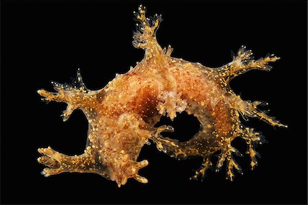 sea slug - Dendronotus frondosus Stock Photo - Premium Royalty-Free, Code: 649-09004220