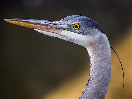 simsearch:649-09004280,k - Great blue heron, Ardea herodias Photographie de stock - Premium Libres de Droits, Code: 649-09004266