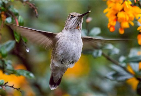 fast closeup - Anna's Hummingbird, Female, Calypte anna Stock Photo - Premium Royalty-Free, Code: 649-09004269