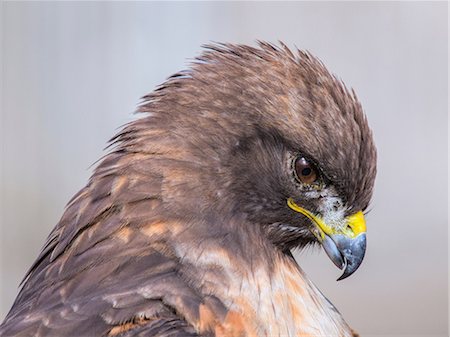 simsearch:841-03869105,k - Red-tailed hawk, Buteo jamaicensis Foto de stock - Sin royalties Premium, Código: 649-09004262