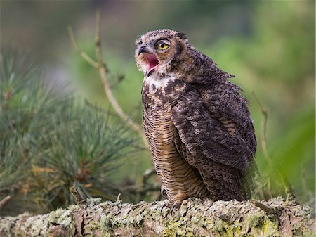 simsearch:649-09004280,k - Great horned owl, Bubo virginianus, juvenile Photographie de stock - Premium Libres de Droits, Code: 649-09004277