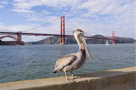 san francisco - Brown pelican, Pelecanus occidentalis, adult, non breeding, Golden Gate Bridge, San Francisco Bay Foto de stock - Sin royalties Premium, Código: 649-09004287