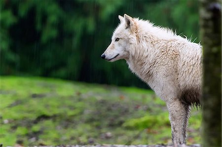 predador - Grey Wolf, Seattle, Washington, USA Foto de stock - Sin royalties Premium, Código: 649-09004436