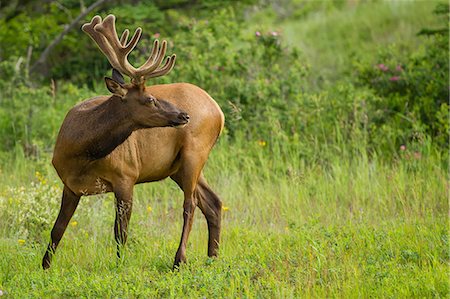 parque nacional de jasper - Rocky Mountain Elk grazing, Jasper, Alberta, Canada Foto de stock - Sin royalties Premium, Código: 649-09004430