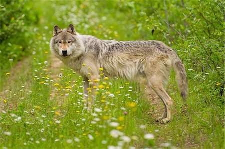 Gray Wolf, Golden, British Columbia, Canada Stock Photo - Premium Royalty-Free, Code: 649-09004433