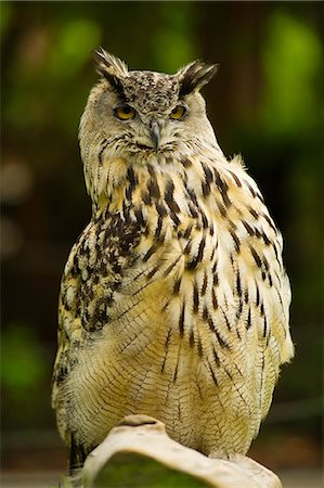 Eurasion Eagle Owl, San Francisco, California, USA Foto de stock - Sin royalties Premium, Código: 649-09004446