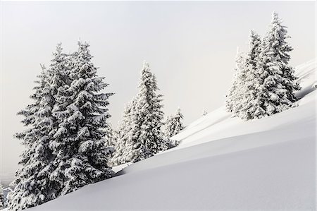 simsearch:6113-09131441,k - Fir trees in winter Reutte, Tyrol, Austria Stockbilder - Premium RF Lizenzfrei, Bildnummer: 649-09004538