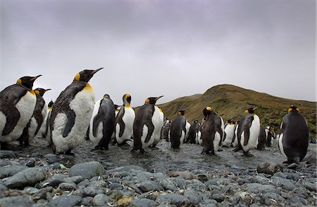 King Penguins, Macquarie Island, Southern Ocean Stockbilder - Premium RF Lizenzfrei, Bildnummer: 649-09004549