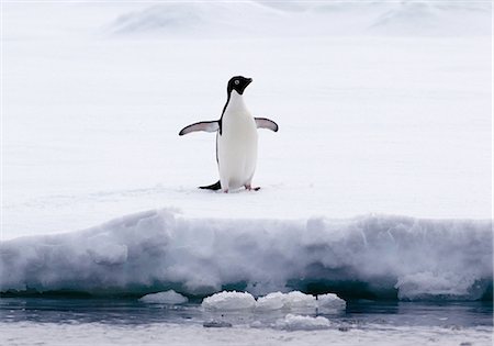 penguin - Adelie Penguin on ice floe in the southern ocean, 180 miles north of East Antarctica, Antarctica Stock Photo - Premium Royalty-Free, Code: 649-09004556