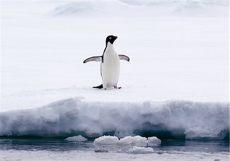 simsearch:614-09210376,k - Adelie Penguin on ice floe in the southern ocean, 180 miles north of East Antarctica, Antarctica Stock Photo - Premium Royalty-Free, Code: 649-09004556