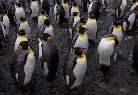 pingüino real - King Penguins, Macquarie Island, Southern Ocean Foto de stock - Sin royalties Premium, Código: 649-09004550