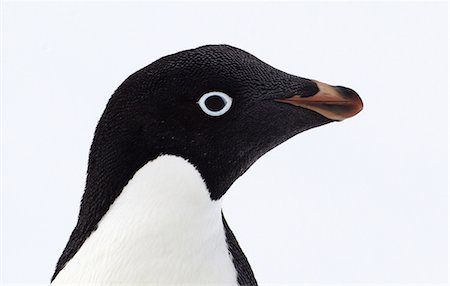 penguin - Adelie Penguin, Antarctica, Southern Ocean Stock Photo - Premium Royalty-Free, Code: 649-09004564