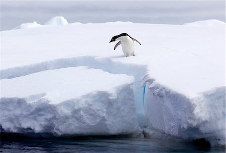 pingüino adelia - Adelie Penguin on iceberg, ice floe in the southern ocean, 180 miles north of East Antarctica, Antarctica Foto de stock - Sin royalties Premium, Código: 649-09004563
