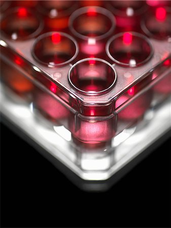 simsearch:649-05800932,k - Stem cell cultures in sample tray Photographie de stock - Premium Libres de Droits, Code: 649-09002966