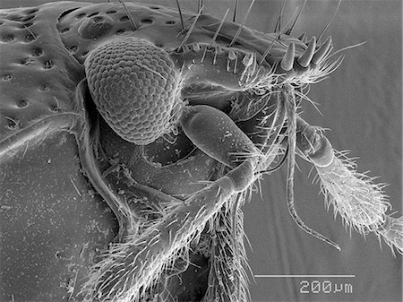 scanning electron micrograph - Magnified view of bug head Foto de stock - Sin royalties Premium, Código: 649-09003654