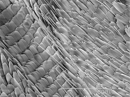simsearch:649-09003664,k - Magnified view of butterfly scales Photographie de stock - Premium Libres de Droits, Code: 649-09003655