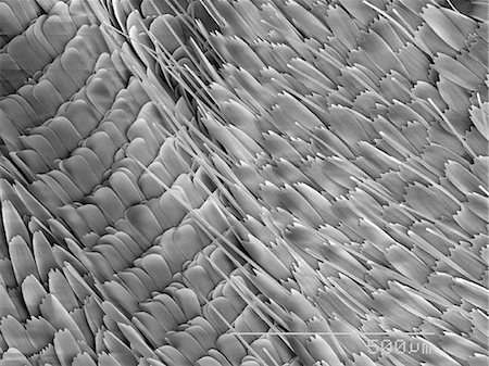 simsearch:649-07063229,k - Magnified view of butterfly scales Photographie de stock - Premium Libres de Droits, Code: 649-09003655