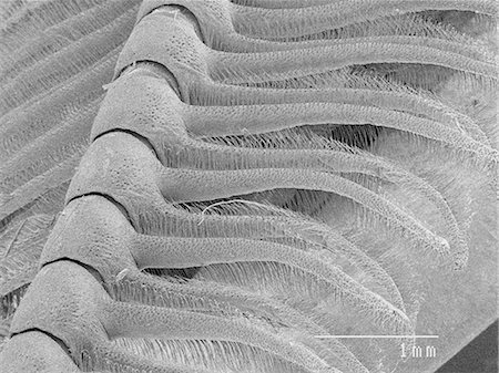 scanning electron micrograph - Magnified view of moth antenna Foto de stock - Sin royalties Premium, Código: 649-09003656