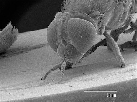 scanning electron micrograph - Magnified view of fly head Stock Photo - Premium Royalty-Free, Code: 649-09003657