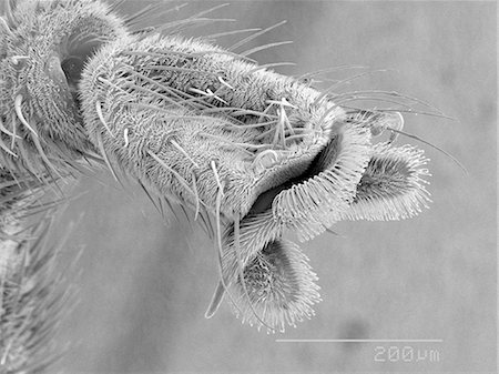 scanning electron micrograph - Magnified view of lovebug foot Foto de stock - Sin royalties Premium, Código: 649-09003659