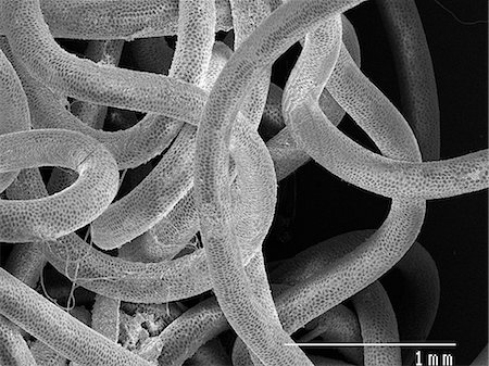 simsearch:649-08562201,k - Magnified view of worm parasite Photographie de stock - Premium Libres de Droits, Code: 649-09003661