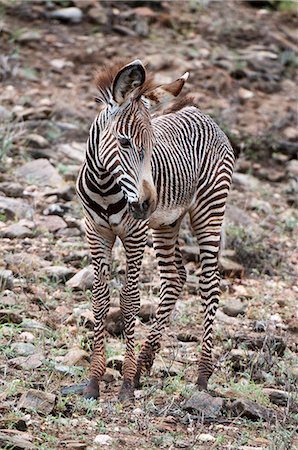 Grevy's Zebra (Equus grevyi), Samburu National Park, Kenya Foto de stock - Royalty Free Premium, Número: 649-09016820