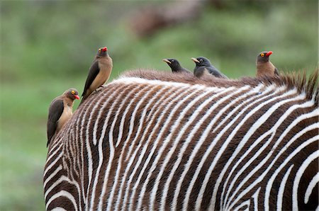 simsearch:614-09026588,k - Red-billed Oxpecker (Buphagus erytrorhynchus) on Grevy's Zebra back (Equus grevyi), Samburu National Park, Kenya Fotografie stock - Premium Royalty-Free, Codice: 649-09016821