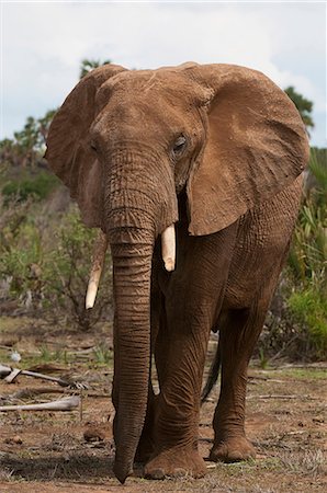 simsearch:649-09016820,k - African Elephant (Loxodonta africana), Samburu National Park, Kenya Foto de stock - Royalty Free Premium, Número: 649-09016822