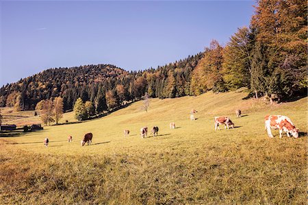 simsearch:649-07239641,k - Cows grazing on forest hillside, Bavaria, Germany Photographie de stock - Premium Libres de Droits, Code: 649-09016904