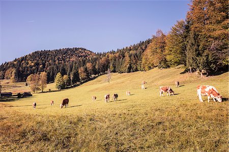 simsearch:649-07239783,k - Cows grazing on forest hillside, Bavaria, Germany Stock Photo - Premium Royalty-Free, Code: 649-09016904