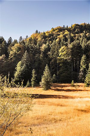 simsearch:649-07760992,k - Golden field and forest landscape, Bavaria, Germany Stockbilder - Premium RF Lizenzfrei, Bildnummer: 649-09016900