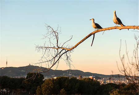 simsearch:6111-06838348,k - Two gulls perched on branch with distant rooftops, Barcelona, Spain Stock Photo - Premium Royalty-Free, Code: 649-09016919