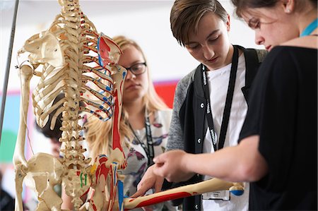 female skeletons - Students in biology class Stock Photo - Premium Royalty-Free, Code: 649-09017016