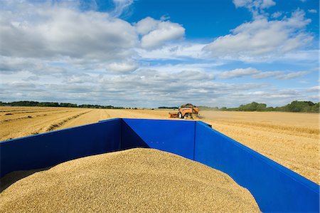 simsearch:649-03622026,k - Combine harvester and tractor in field, harvesting wheat Stock Photo - Premium Royalty-Free, Code: 649-09025365