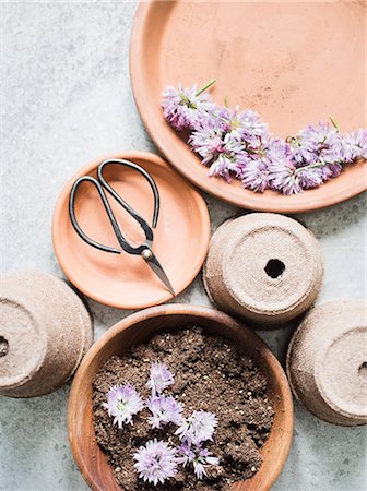 simsearch:700-00593001,k - Head of dry chives flowers ready for planting Foto de stock - Royalty Free Premium, Número: 649-09025397