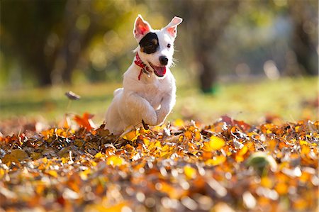 dog free outside - Jack russell chasing tennis ball Stock Photo - Premium Royalty-Free, Code: 649-09025898