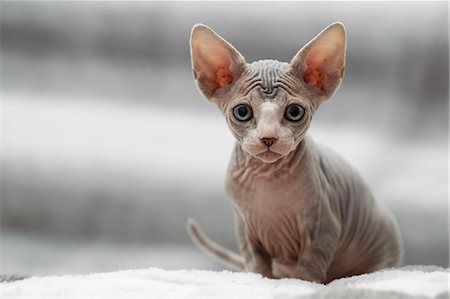 egyptian sphynx cat - Animal portrait of sphynx cat looking at camera Photographie de stock - Premium Libres de Droits, Code: 649-09025905