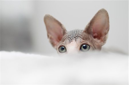 Sphynx kitten peeking Foto de stock - Sin royalties Premium, Código: 649-09025906