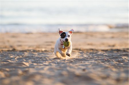 running on beach with dog - Jack russell running on beach Stock Photo - Premium Royalty-Free, Code: 649-09025900