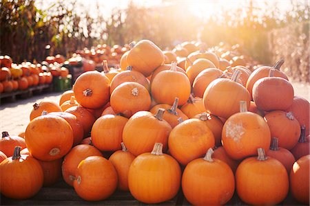 pagliaio - Pumpkin harvest Foto de stock - Sin royalties Premium, Código: 649-09035930