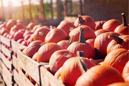 Pumpkin harvest Foto de stock - Sin royalties Premium, Código: 649-09035952