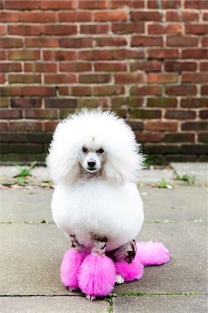 pudel - Animal portrait of groomed dog with dyed shaved fur, looking at camera Stockbilder - Premium RF Lizenzfrei, Bildnummer: 649-09036004