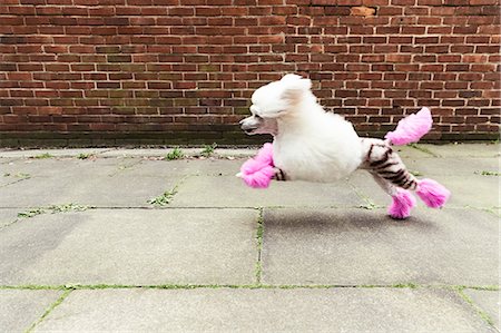 Side view of groomed dog with dyed shaved fur running Stock Photo - Premium Royalty-Free, Code: 649-09036006